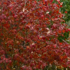 Spice Girl Koreanspice Viburnum - 1 Gallon Pot 13 Spice Girl Koreanspice Viburnum - 1 Gallon Pot -Green Garden Outdoor Shop viburnum carleseii spiro spice girl 1
