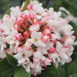 Spice Girl Koreanspice Viburnum - 1 Gallon Pot