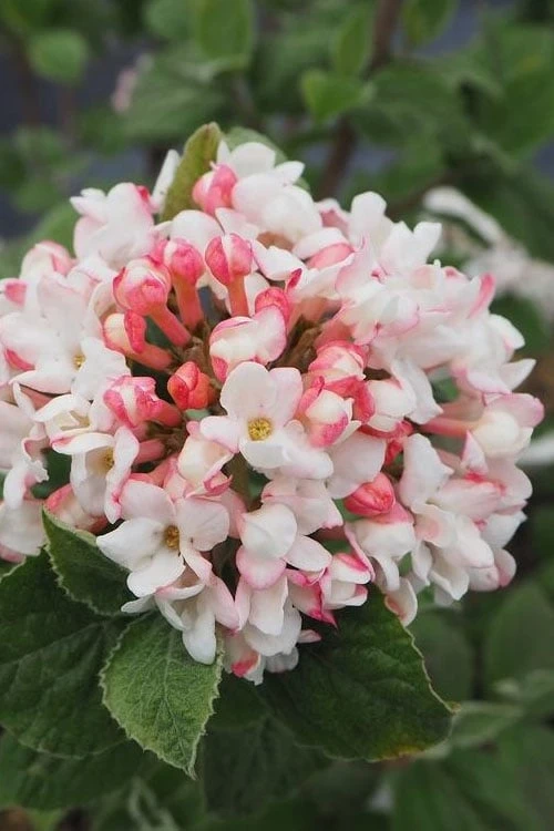 Spice Girl Koreanspice Viburnum - 1 Gallon Pot 1 Spice Girl Koreanspice Viburnum - 1 Gallon Pot