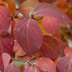 Spice Girl Koreanspice Viburnum - 1 Gallon Pot 12 Spice Girl Koreanspice Viburnum - 1 Gallon Pot -Green Garden Outdoor Shop viburnum carleseii spiro spice girl 4