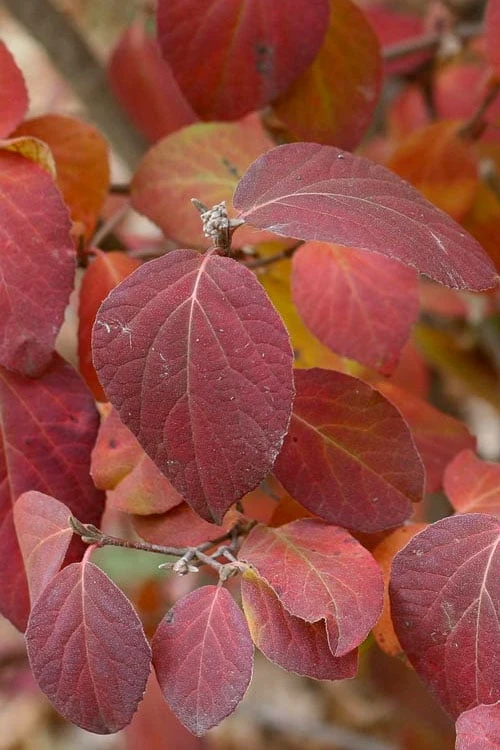 Spice Girl Koreanspice Viburnum - 1 Gallon Pot 6 Spice Girl Koreanspice Viburnum - 1 Gallon Pot - Image 6