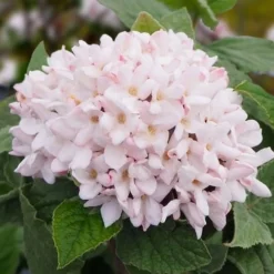 Spice Girl Koreanspice Viburnum - 1 Gallon Pot 11 Spice Girl Koreanspice Viburnum - 1 Gallon Pot -Green Garden Outdoor Shop viburnum carleseii spiro spice girl 6