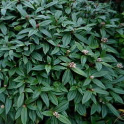 David Viburnum - 3 Gallon Pot -Green Garden Outdoor Shop viburnum davidii 1