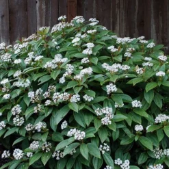 David Viburnum - 3 Gallon Pot -Green Garden Outdoor Shop viburnum davidii 14