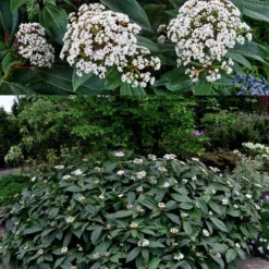 David Viburnum - 3 Gallon Pot -Green Garden Outdoor Shop viburnum davidii 15