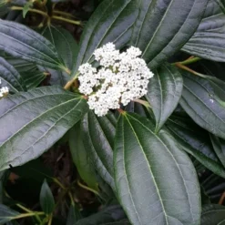 David Viburnum - 3 Gallon Pot -Green Garden Outdoor Shop viburnum davidii 16