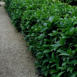 David Viburnum - 3 Gallon Pot -Green Garden Outdoor Shop viburnum davidii 17