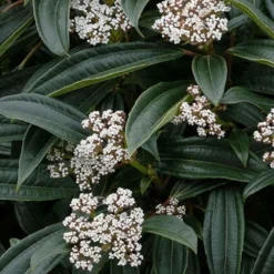 David Viburnum - 3 Gallon Pot -Green Garden Outdoor Shop viburnum davidii 3