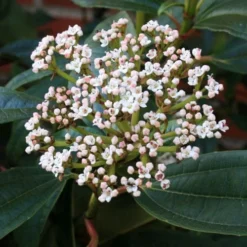 David Viburnum - 3 Gallon Pot -Green Garden Outdoor Shop viburnum davidii 5