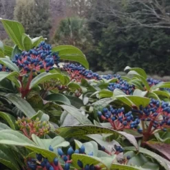 David Viburnum - 3 Gallon Pot -Green Garden Outdoor Shop viburnum davidii 6