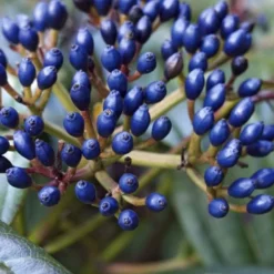 David Viburnum - 3 Gallon Pot -Green Garden Outdoor Shop viburnum davidii 7