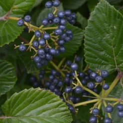 Arrowwood Viburnum - 3 Gallon Pot -Green Garden Outdoor Shop viburnum dentatum arrowwood 2