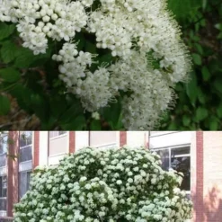 Arrowwood Viburnum - 3 Gallon Pot -Green Garden Outdoor Shop viburnum dentatum arrowwood 3