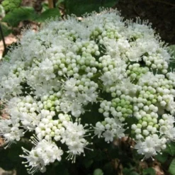 Arrowwood Viburnum - 3 Gallon Pot -Green Garden Outdoor Shop viburnum dentatum arrowwood 5