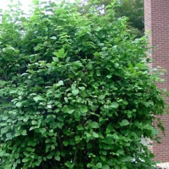 Arrowwood Viburnum - 3 Gallon Pot -Green Garden Outdoor Shop viburnum dentatum arrowwood 7