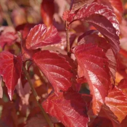 Arrowwood Viburnum - 3 Gallon Pot -Green Garden Outdoor Shop viburnum dentatum arrowwood 9