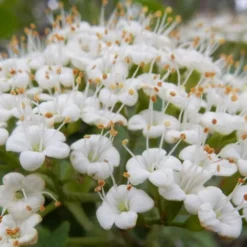 Mohican Arrowwood Viburnum - 6 Gallon Pot (4-5') 15 Mohican Arrowwood Viburnum - 6 Gallon Pot (4-5') -Green Garden Outdoor Shop viburnum lantana mohican 1
