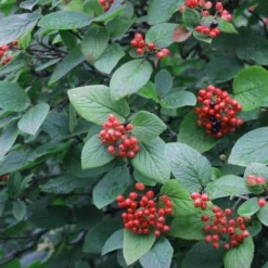 Mohican Arrowwood Viburnum - 6 Gallon Pot (4-5') 14 Mohican Arrowwood Viburnum - 6 Gallon Pot (4-5') -Green Garden Outdoor Shop viburnum lantana mohican 3