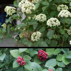 Mohican Arrowwood Viburnum - 6 Gallon Pot (4-5') 13 Mohican Arrowwood Viburnum - 6 Gallon Pot (4-5') -Green Garden Outdoor Shop viburnum lantana mohican 4