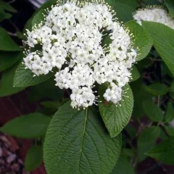 Mohican Arrowwood Viburnum - 6 Gallon Pot (4-5') 12 Mohican Arrowwood Viburnum - 6 Gallon Pot (4-5') -Green Garden Outdoor Shop viburnum lantana mohican 5