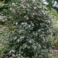 Mohican Arrowwood Viburnum - 6 Gallon Pot (4-5') 11 Mohican Arrowwood Viburnum - 6 Gallon Pot (4-5') -Green Garden Outdoor Shop viburnum lantana mohican 6