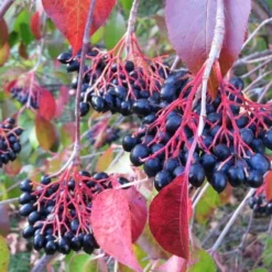 Nannyberry Viburnum - 3 Pack Of 1.5 Quart Pots 9 Nannyberry Viburnum - 3 Pack Of 1.5 Quart Pots -Green Garden Outdoor Shop viburnum lentago nannyberry 2 1