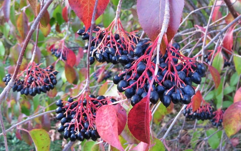 Nannyberry Viburnum - 3 Pack Of 1.5 Quart Pots 4 Nannyberry Viburnum - 3 Pack Of 1.5 Quart Pots - Image 4