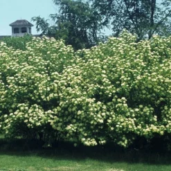 Nannyberry Viburnum - 3 Pack Of 1.5 Quart Pots 10 Nannyberry Viburnum - 3 Pack Of 1.5 Quart Pots -Green Garden Outdoor Shop viburnum lentago nannyberry 4 1