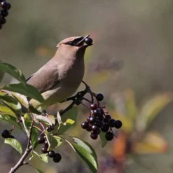 Nannyberry Viburnum - 3 Pack Of 1.5 Quart Pots 11 Nannyberry Viburnum - 3 Pack Of 1.5 Quart Pots -Green Garden Outdoor Shop viburnum lentago nannyberry 5 1