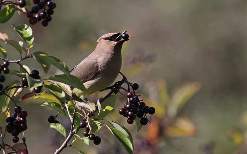 Nannyberry Viburnum - 3 Pack Of 1.5 Quart Pots 6 Nannyberry Viburnum - 3 Pack Of 1.5 Quart Pots - Image 6