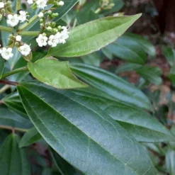 Moonlit Lace Viburnum - 3 Gallon Pot -Green Garden Outdoor Shop viburnum moonlit lace 5