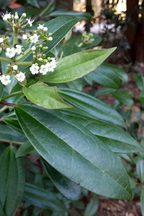 Moonlit Lace Viburnum - 1 Gallon Pot 1 Moonlit Lace Viburnum - 1 Gallon Pot
