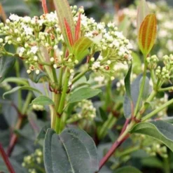 Moonlit Lace Viburnum - 6 Pack Of 1 Gallon Pots 11 Moonlit Lace Viburnum - 6 Pack Of 1 Gallon Pots -Green Garden Outdoor Shop viburnum moonlit lace 6 1