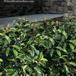 Moonlit Lace Viburnum - 7 Gallon Pot -Green Garden Outdoor Shop viburnum moonlit lace 9 2