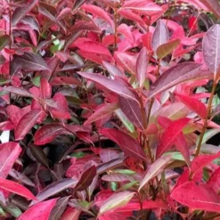 Winterthur Viburnum - 1 Gallon Pot -Green Garden Outdoor Shop viburnum nudum winterthur 100