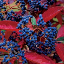 Winterthur Viburnum - 1 Gallon Pot