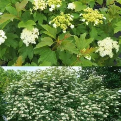 Dwarf European Cranberry Bush - 1 Gallon Pot -Green Garden Outdoor Shop viburnum opulus compactum dwarf european cranberry bush 10