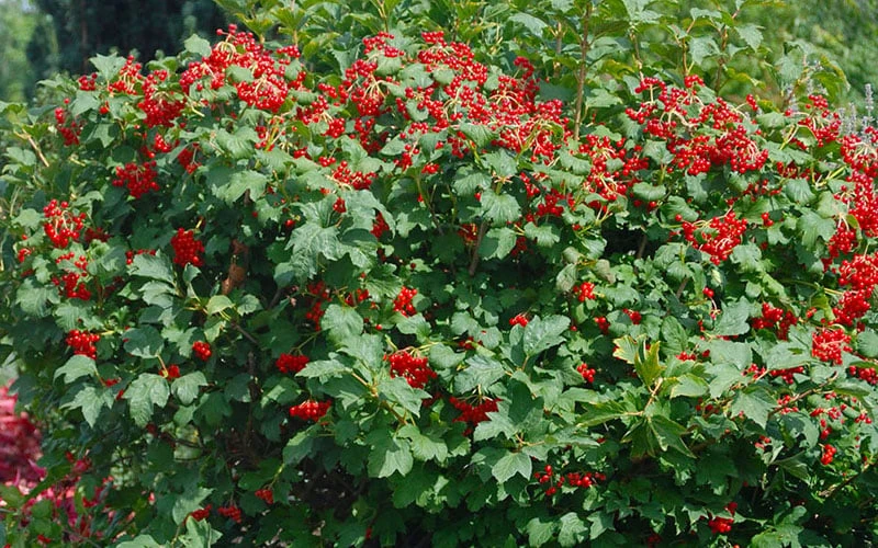 Dwarf European Cranberry Bush - 5 Gallon Pot 6 Dwarf European Cranberry Bush - 5 Gallon Pot - Image 6