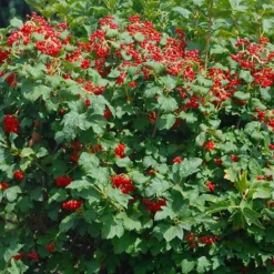 Dwarf European Cranberry Bush - 1 Gallon Pot -Green Garden Outdoor Shop viburnum opulus compactum dwarf european cranberry bush 2