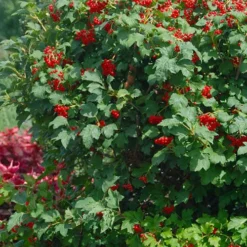 Dwarf European Cranberry Bush - 1 Gallon Pot -Green Garden Outdoor Shop viburnum opulus compactum dwarf european cranberry bush 3