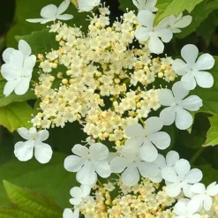 Dwarf European Cranberry Bush - 1 Gallon Pot -Green Garden Outdoor Shop viburnum opulus compactum dwarf european cranberry bush 4