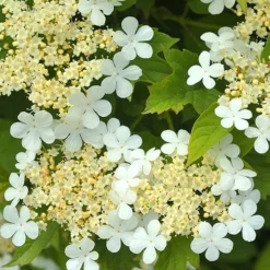 Dwarf European Cranberry Bush - 1 Gallon Pot -Green Garden Outdoor Shop viburnum opulus compactum dwarf european cranberry bush 5