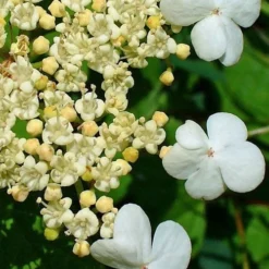 Dwarf European Cranberry Bush - 1 Gallon Pot -Green Garden Outdoor Shop viburnum opulus compactum dwarf european cranberry bush 7