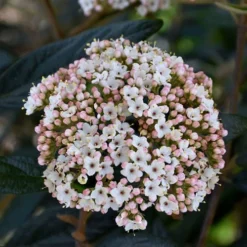 Prague Viburnum - 2.5 Quart Pot -Green Garden Outdoor Shop viburnum pragense prague 2