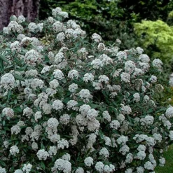 Prague Viburnum - 1 Gallon Pot 11 Prague Viburnum - 1 Gallon Pot -Green Garden Outdoor Shop viburnum pragense prague 4 1