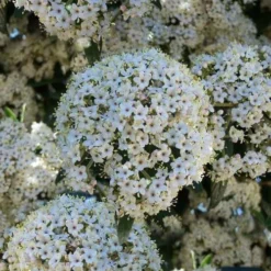 Prague Viburnum - 1 Gallon Pot 13 Prague Viburnum - 1 Gallon Pot -Green Garden Outdoor Shop viburnum pragense prague 5 1