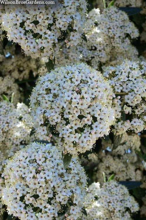 Prague Viburnum - 1 Gallon Pot 6 Prague Viburnum - 1 Gallon Pot - Image 6