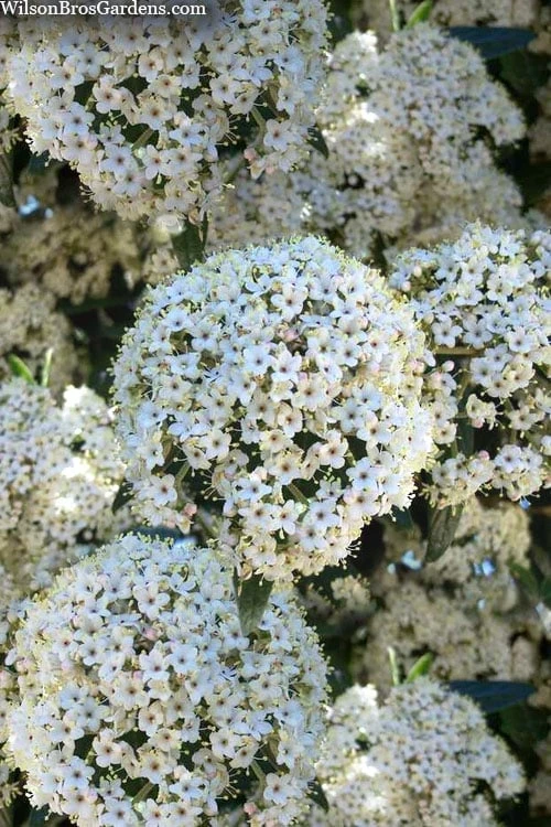 Prague Viburnum - 1 Gallon Pot 1 Prague Viburnum - 1 Gallon Pot