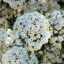 Prague Viburnum - 2.5 Quart Pot