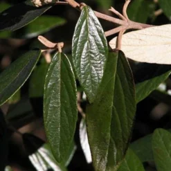 Prague Viburnum - 1 Gallon Pot 15 Prague Viburnum - 1 Gallon Pot -Green Garden Outdoor Shop viburnum pragense prague 7 1